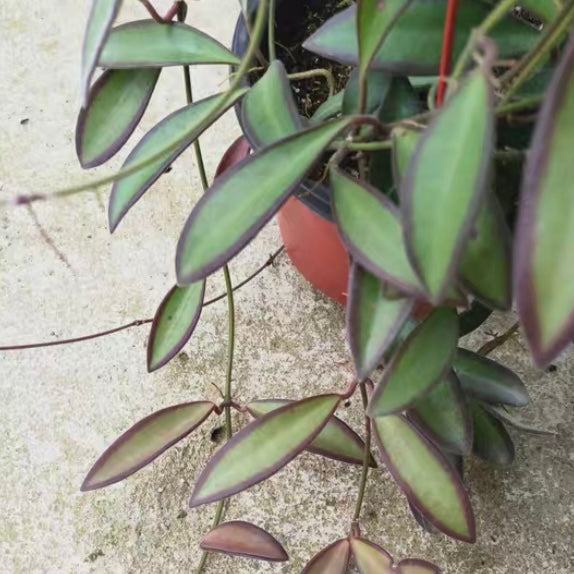 Hoya burtoniae