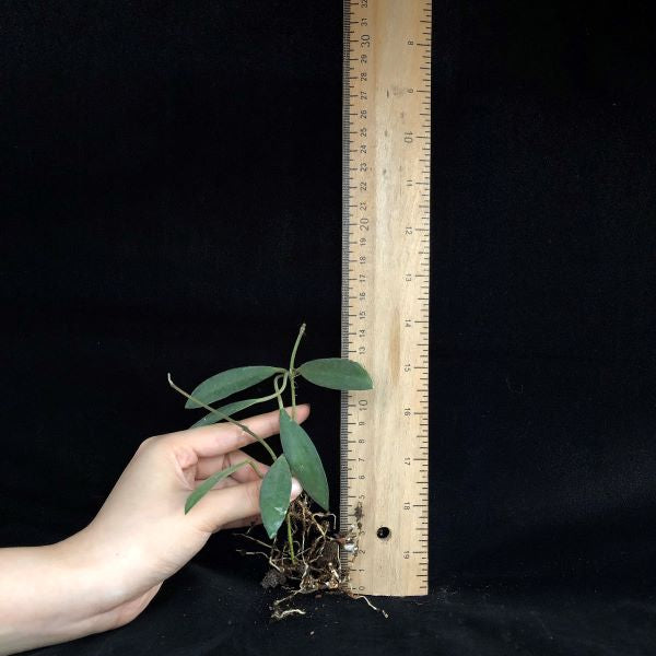 Hoya burtoniae