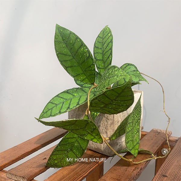 Hoya callistophylla