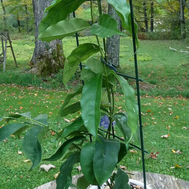 Hoya campanulata