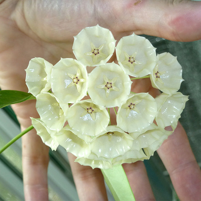 Hoya campanulata