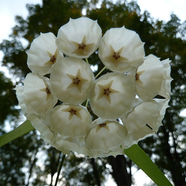 Hoya campanulata