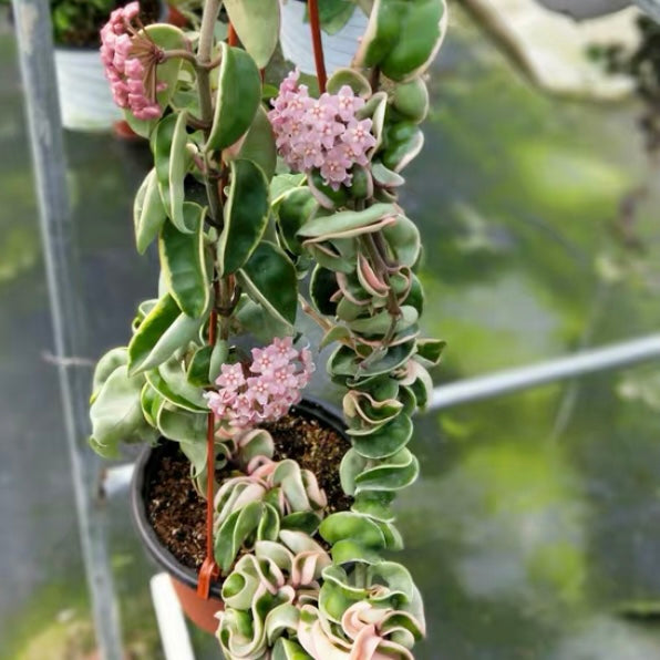 hoya hanging plant Hoya compacta albomarginata ' regalis '