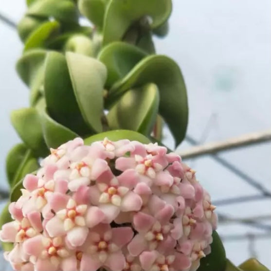 Hoya compacta albomarginata ' regalis '