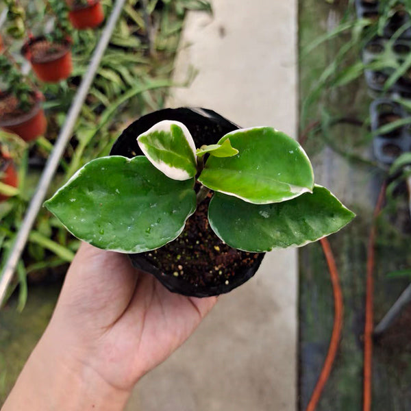 Hoya carnosa cv. snowball albomarginata
