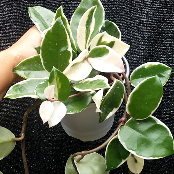 Hoya carnosa cv. snowball albomarginata
