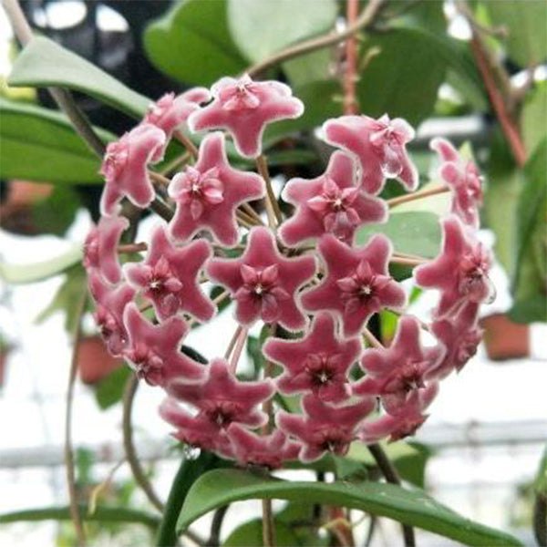 Hoya carnosa ' Freckles '