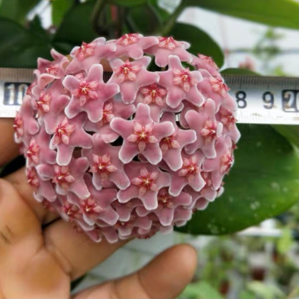 Hoya carnosa ' Freckles '