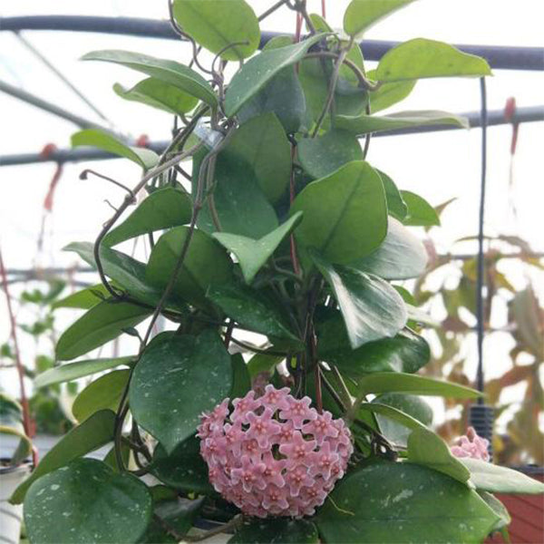 Hoya carnosa ' Freckles '