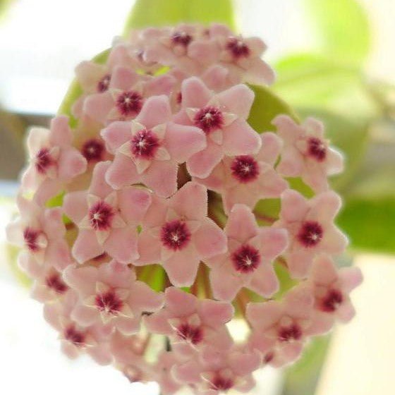 Hoya carnosa var.Krinkle