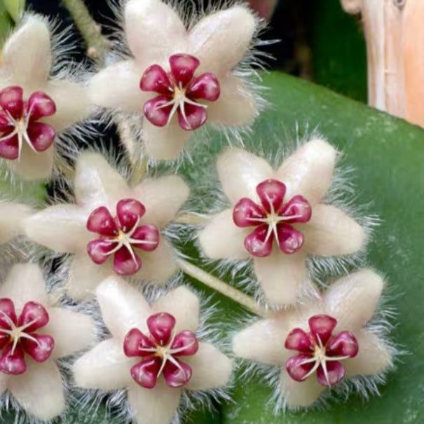 Hoya caudata ‘ Red '