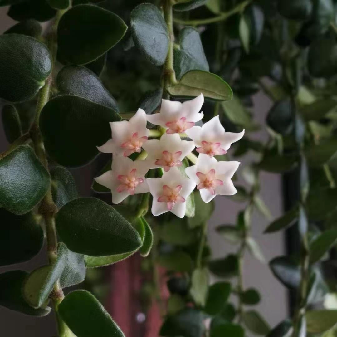 Hoya chinghungensis