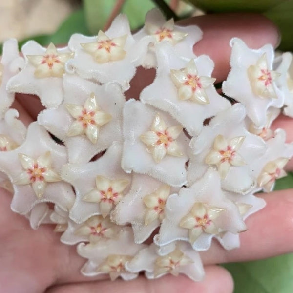 Hoya commutata