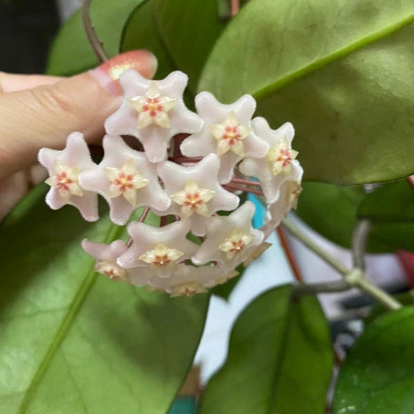 Hoya commutata