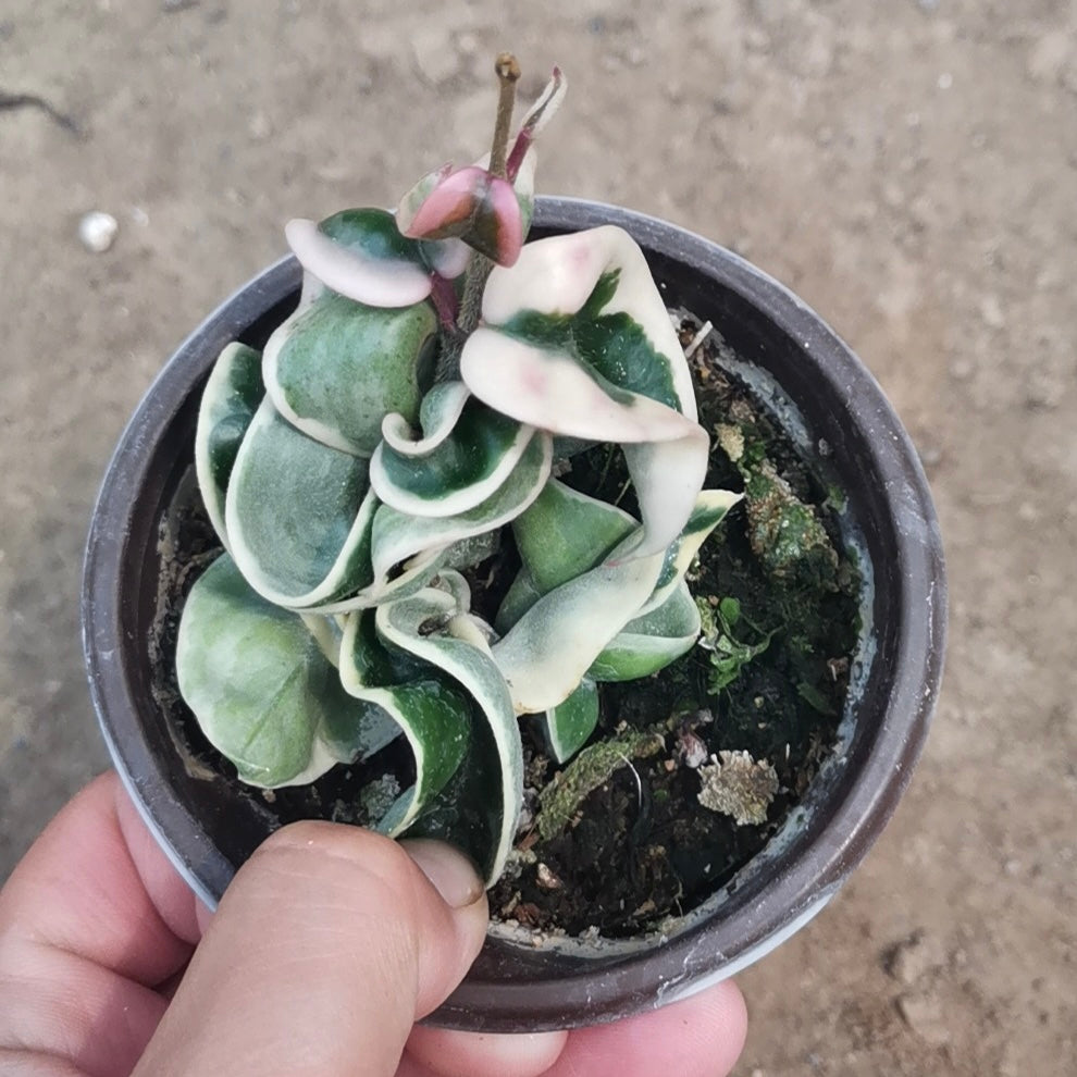 Hoya compacta albomarginata ' regalis '