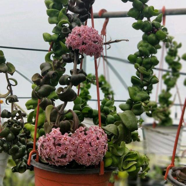Hoya compacta ssp. Deep green