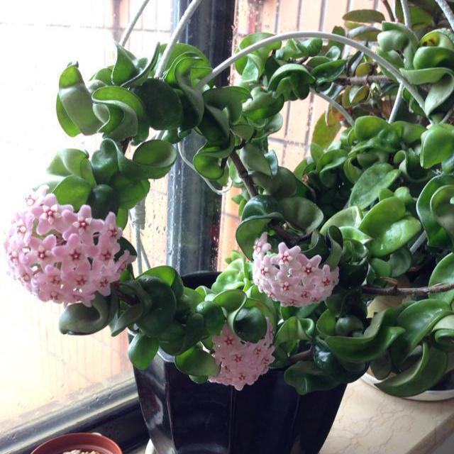 Hoya compacta ssp. Deep green