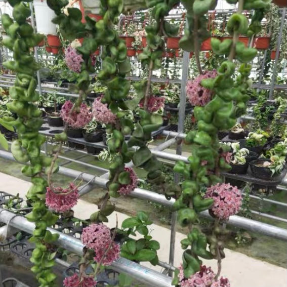 Hoya compacta ssp. Deep green