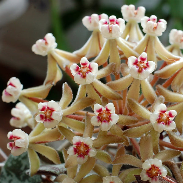 Hoya curtisii