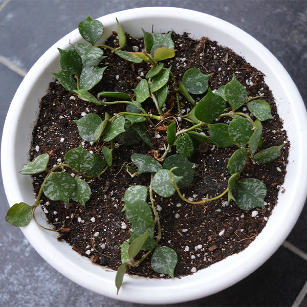 Hoya curtisii