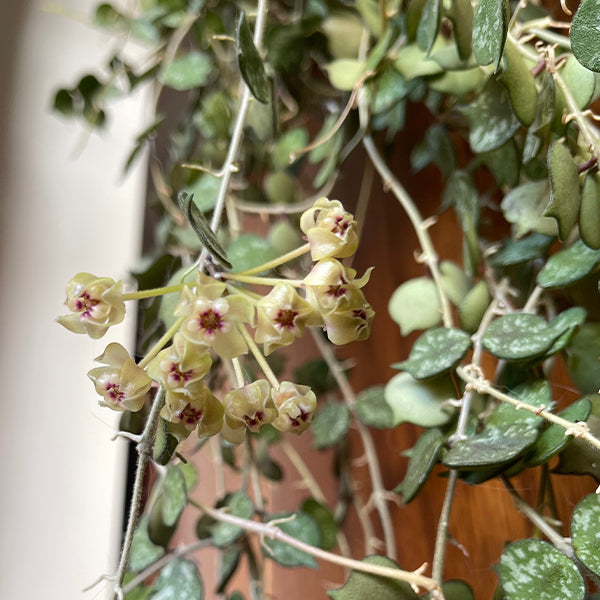 Hoya curtisii