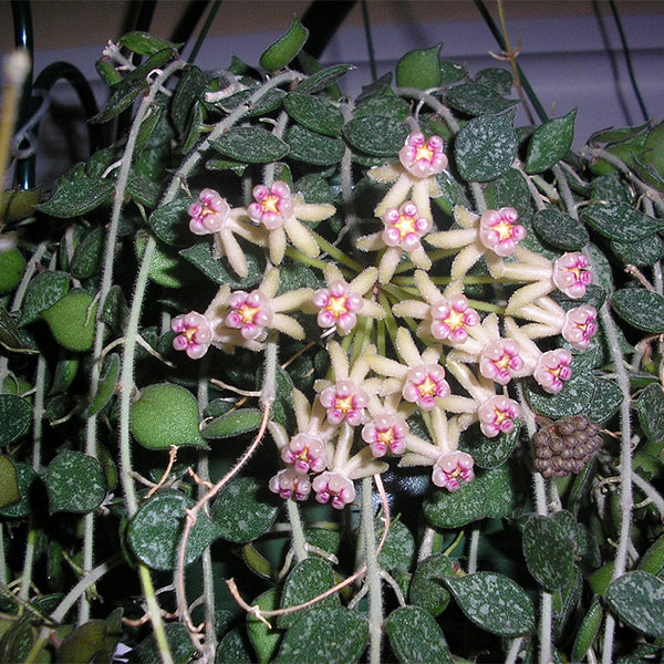 Hoya curtisii