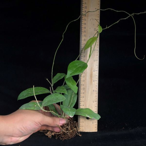 Hoya cutis porcelana