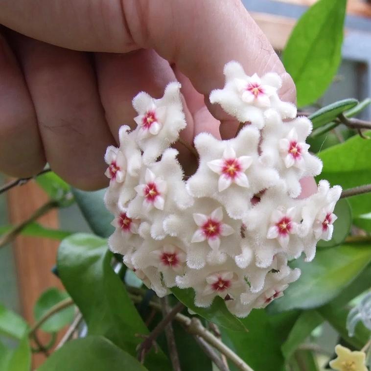 Hoya cv. Mathilde