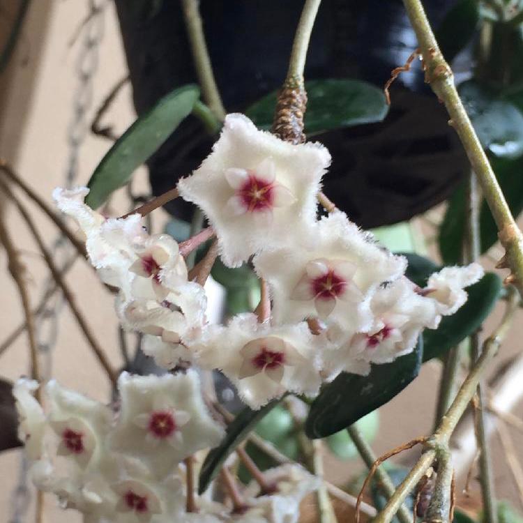 Hoya cv. Mathilde