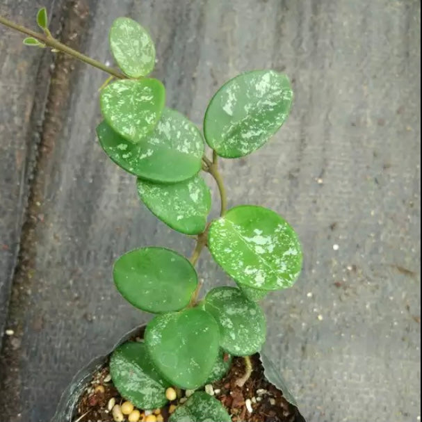 Hoya cv. Mathilde