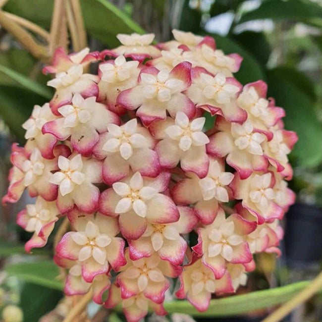 Hoya CV.Jennifer