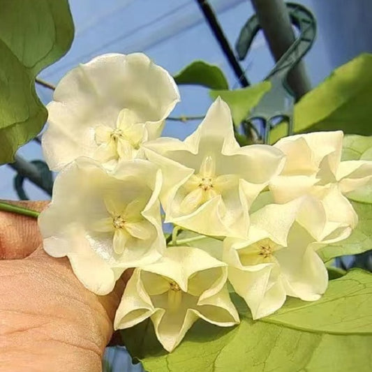 White Bells Hoya(Hoya danumensis )
