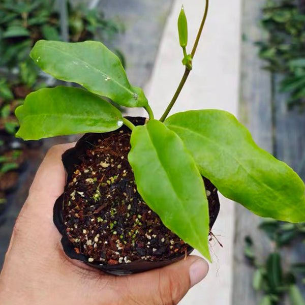 Hoya darwinii