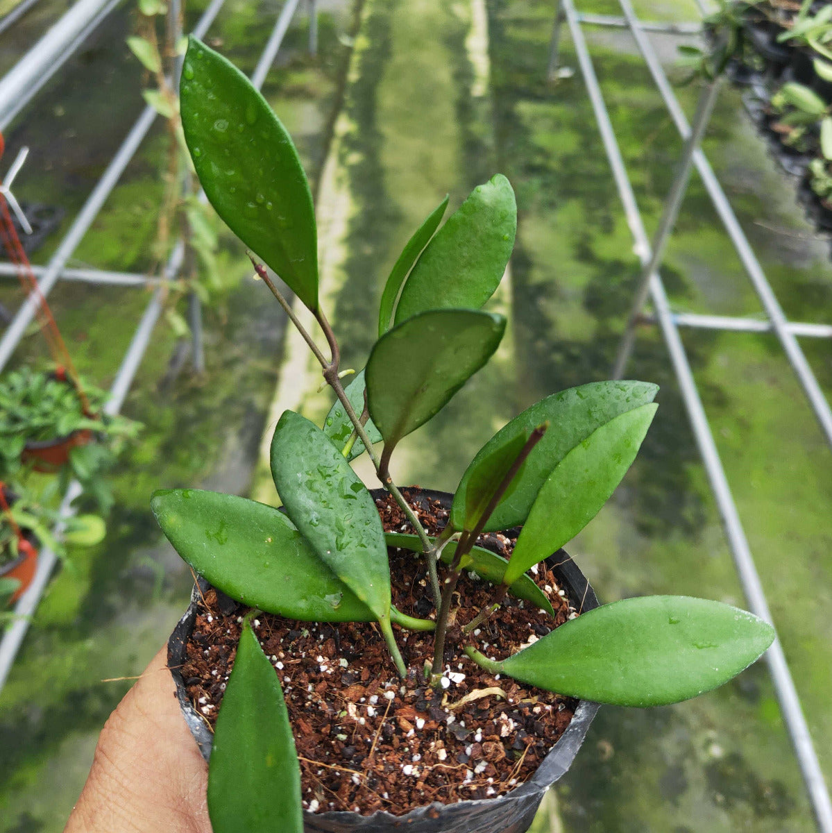 Hoya davidcummingii
