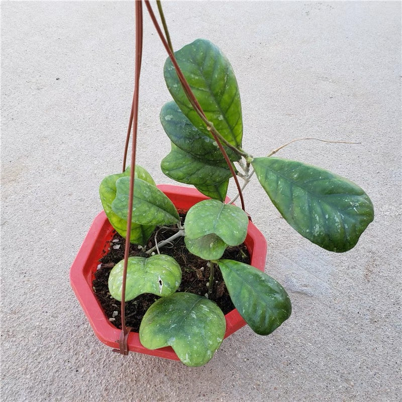 Hoya deykei