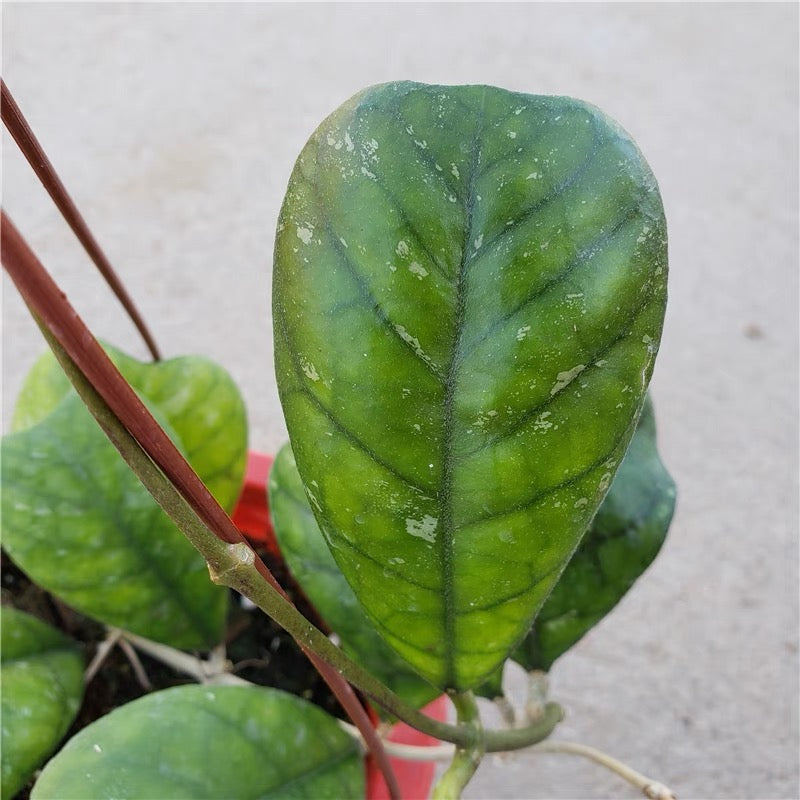 Hoya deykei