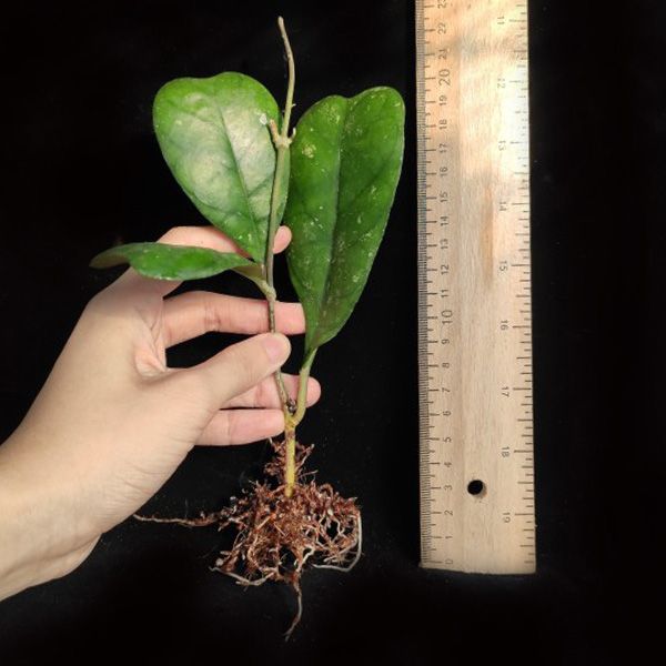 Hoya deykei
