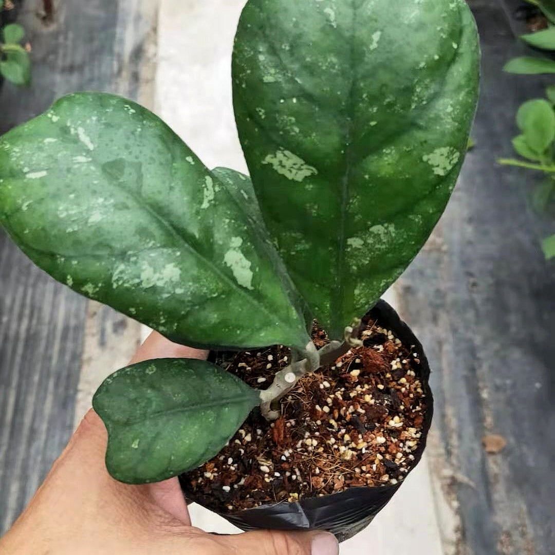 Hoya deykei