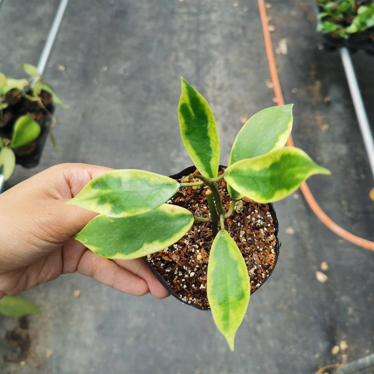 Hoya diversifolia albomarginata