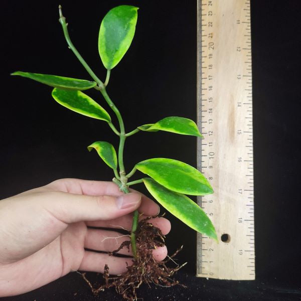 Hoya diversifolia albomarginata