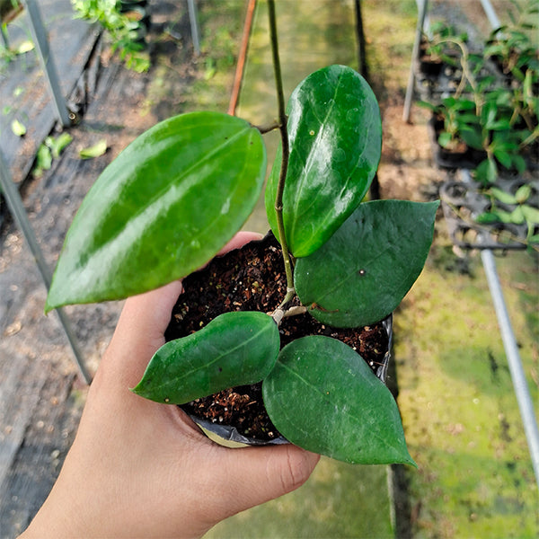 Hoya dolichosparte