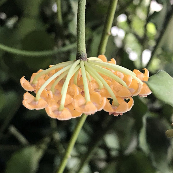 Hoya Endauensis