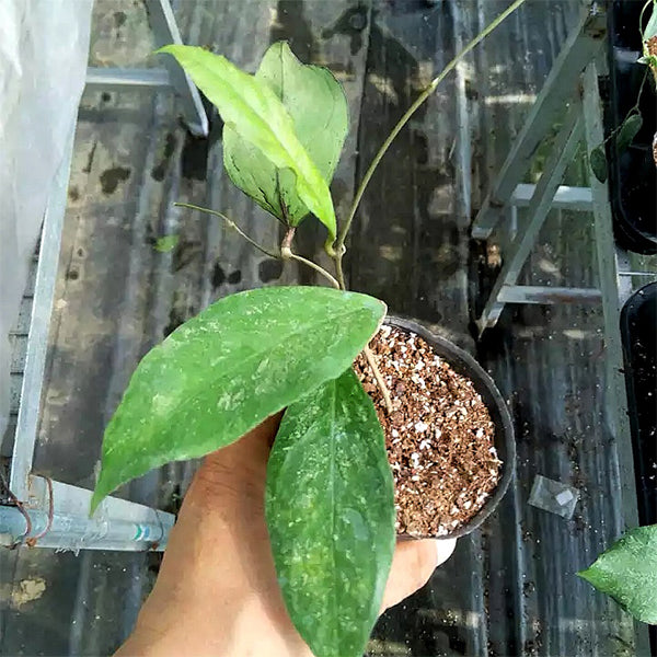 Hoya chicken farm