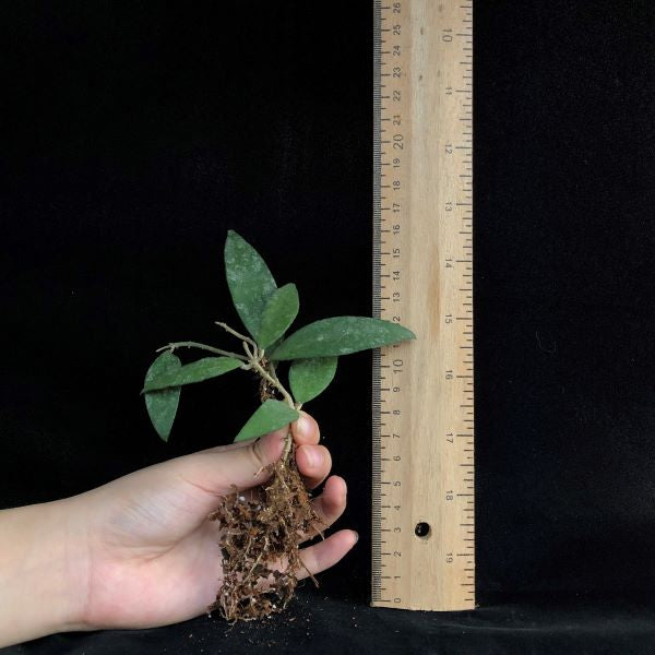 Hoya flagellata ssp. gold