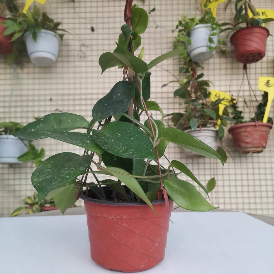 Hoya fungii