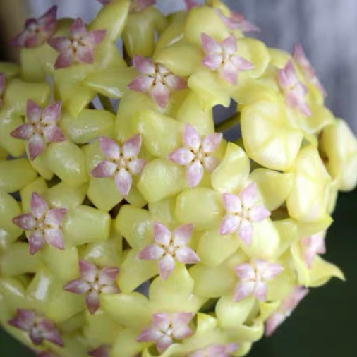 Hoya fusco marginata ' Hoya cv.Noelle '