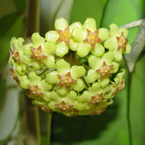 Hoya fusco marginata ' Hoya cv.Noelle '