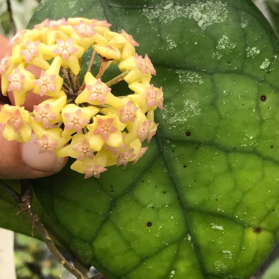 Hoya fusco marginata ' Hoya cv.Noelle '