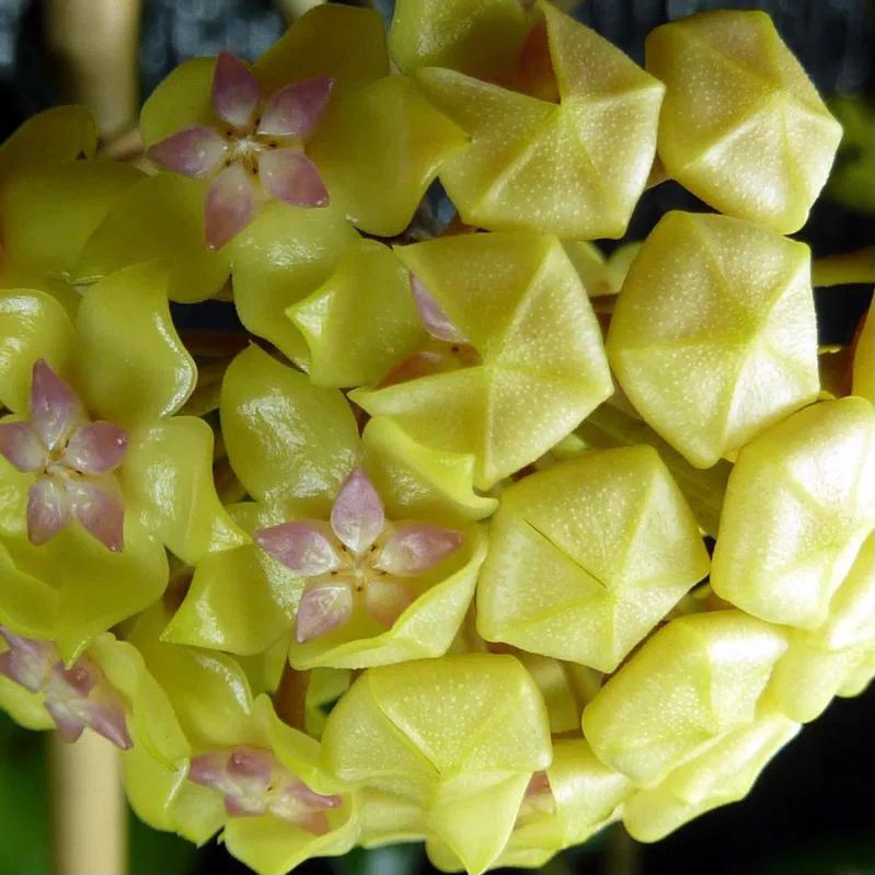 Hoya fusco marginata ' Hoya cv.Noelle '