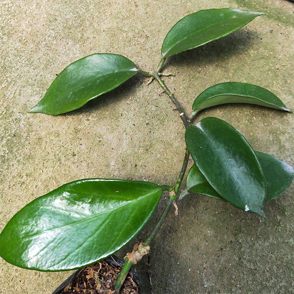 Hoya benitotanii